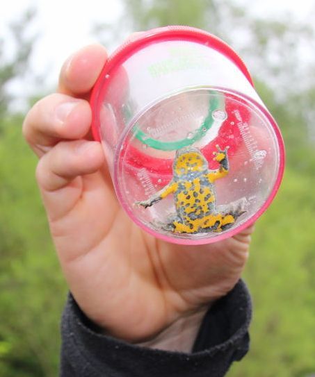 Gelbbauchunke | © Kreisgruppe Augsburg