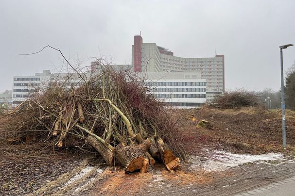 Baumfällungen am Klinikpark (Foto: Dr. Dietmar Kuhlmann, Neusäß)