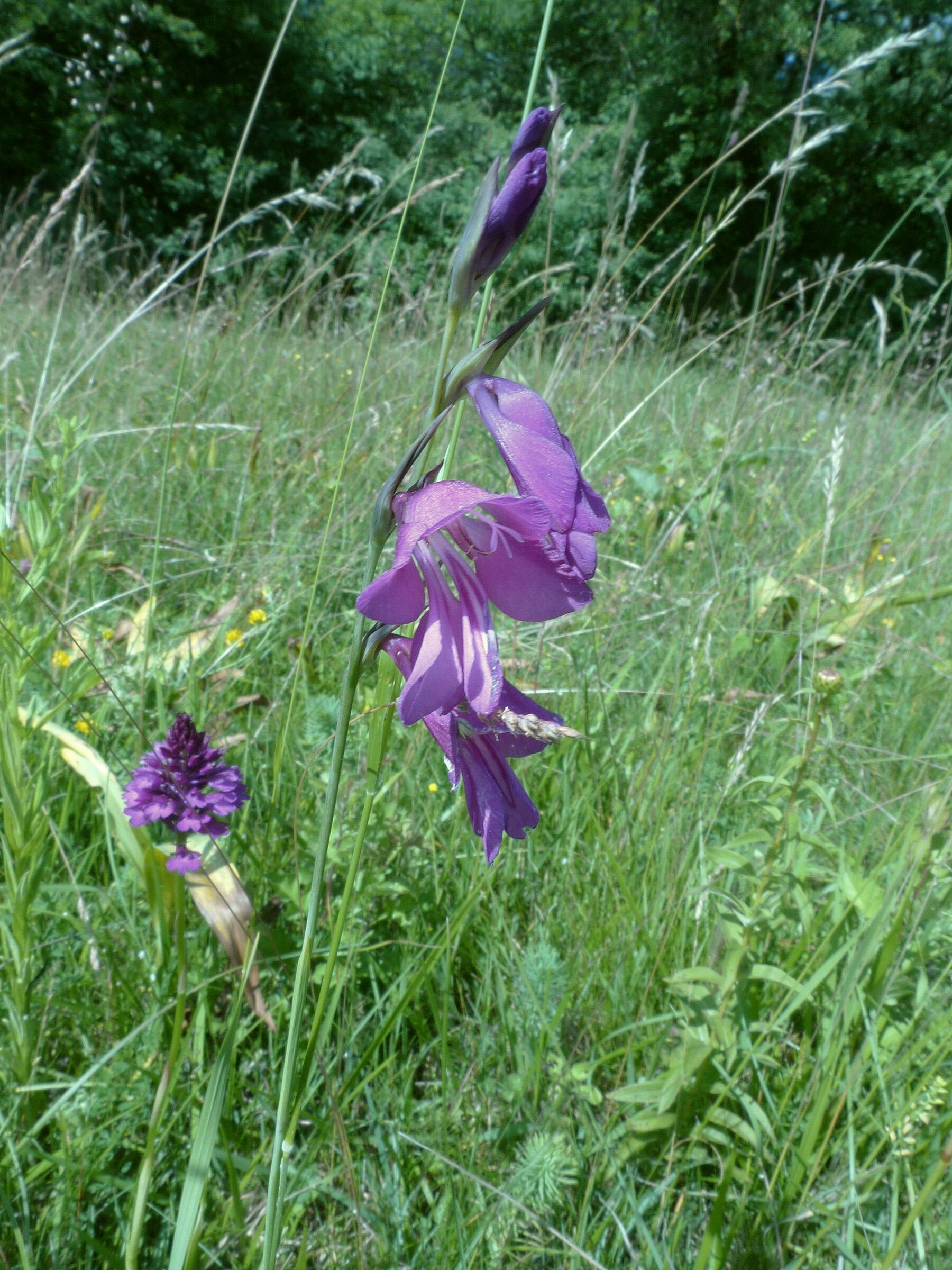 Bild: L.Büch - Sumpfgladiole (Gladiolus palustris) + Pyramidenorchis (Anacamptis pyramidalis)