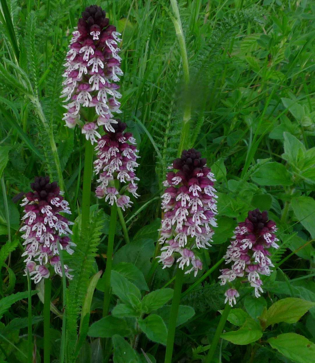 Brandknabenkraut (Orchis ustulata) Brandknabenkraut (Orchis ustulata)