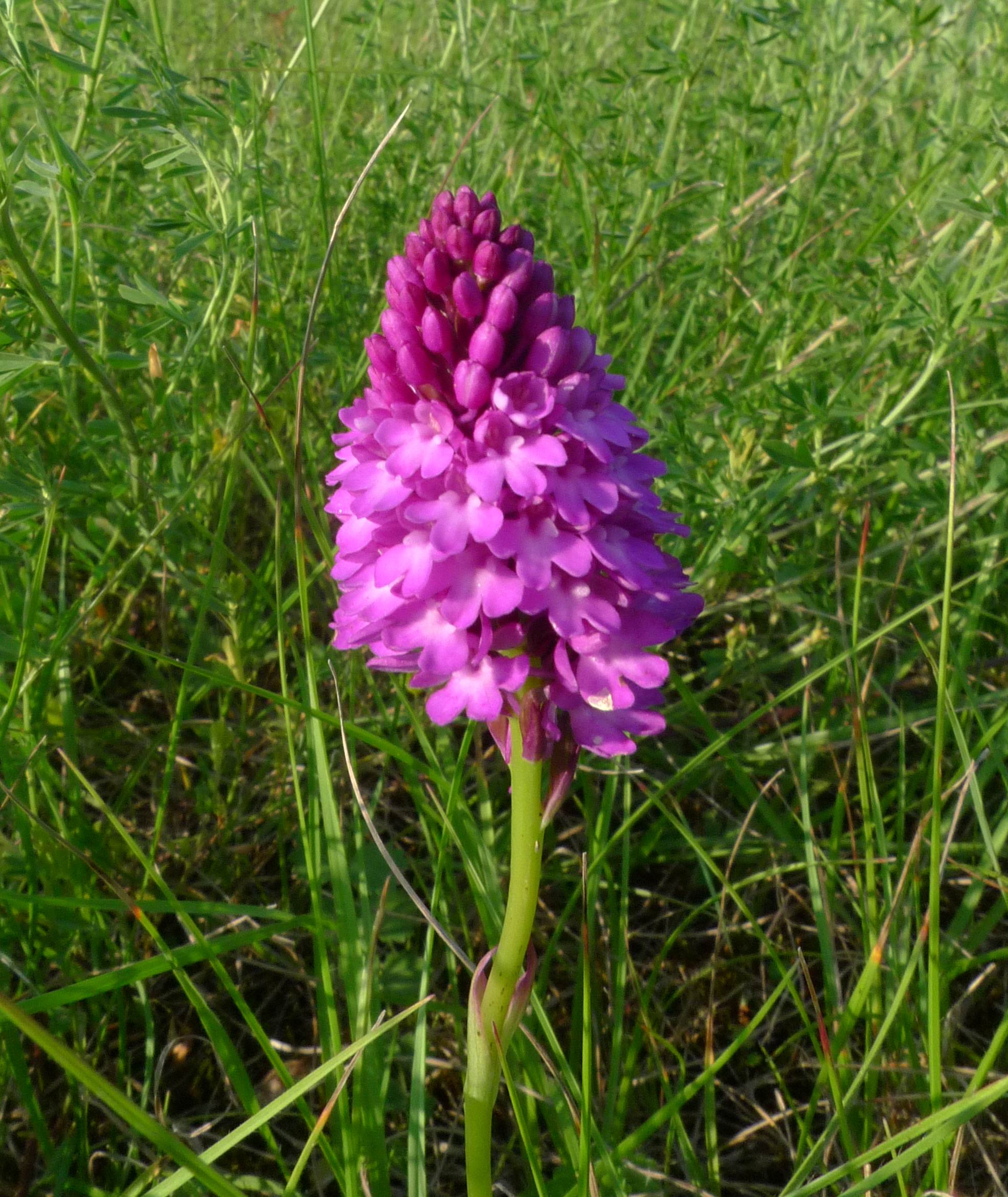 Pyramidenorchis