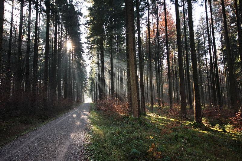 Westliche Wälder - Fichtenforst