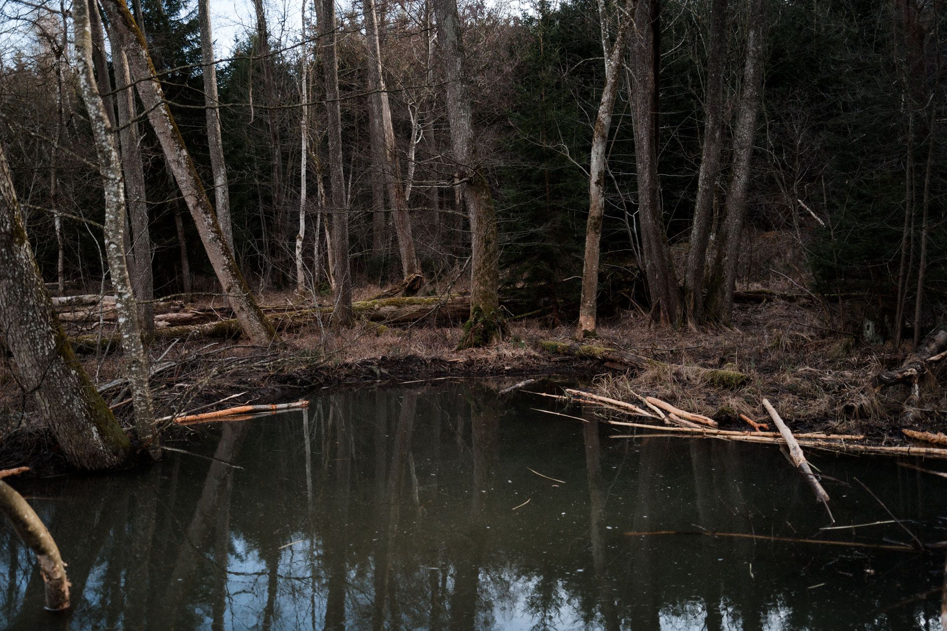 Biberhabitat in den Westlichen Wäldern | © Theresa Stuhler